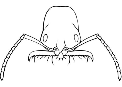 Trap Jaw Ant Coloring Page